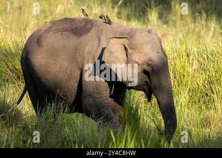 Ein Elefant, der durch die Wälder des Nagarhole National Park (Indien) streift Stockfoto