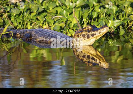 Brillenkaiman (Caiman crocodilius) Panatanal Brasilien Stockfoto