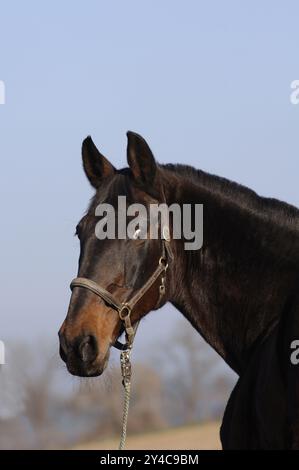 Tschechisches Warmblut, dunkelbraun mit Lederhalter Stockfoto