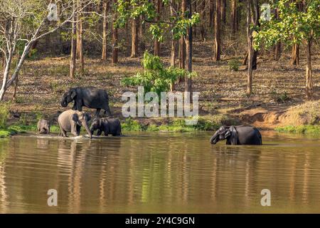 Familie der wilden Elefanten, die in einem Teich im Nagarhole National Park (Indien) baden Stockfoto