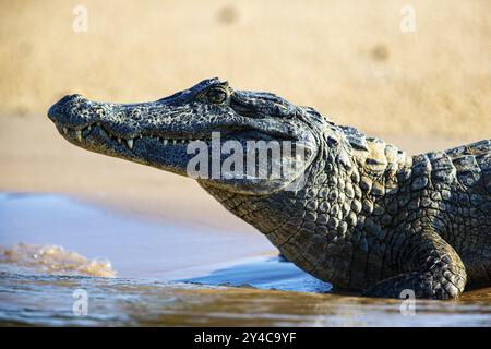 Brillenkaiman (Caiman crocodilius) Panatanal Brasilien Stockfoto