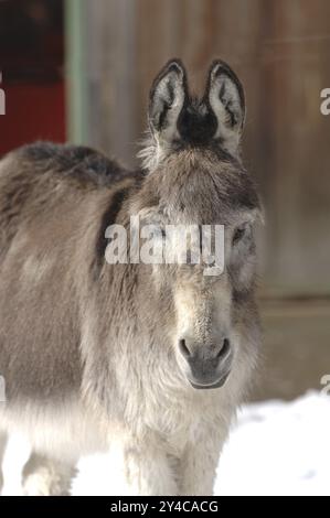 Esel, Stute, dickes Fell, offener Stall Stockfoto