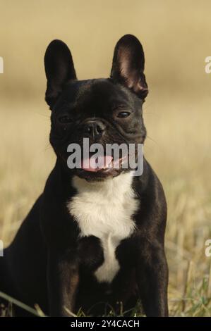 Französische Bulldogge, schwarz-weiß, weiblich Stockfoto