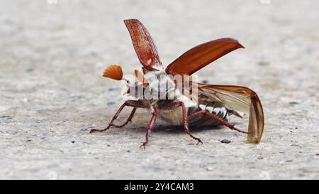 Cockchafer vor dem Start mit hochgeklappten Abdeckungen und ausgeklappten Flügeln Stockfoto