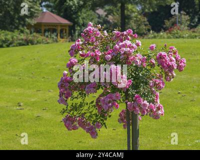 Ein kleiner Baum mit rosa Rosenblüten auf einer grünen Wiese, Seppenrade, münsterland, deutschland Stockfoto