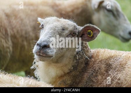 Nahaufnahme eines Schafsgesichts mit gelber Ohrmarke, umgeben von anderen Schafen, borken, münsterland, deutschland Stockfoto