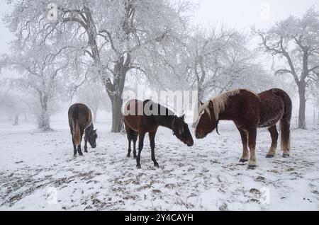 Pferde in einem frostigen Obstgarten Stockfoto