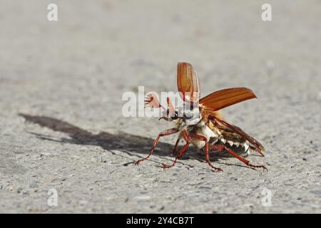 Cockchafer entfaltet seine Flügel vor dem Start Stockfoto