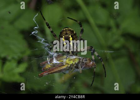 Wespenspinne mit eingesponnenem Grashüpfer als Beute Stockfoto