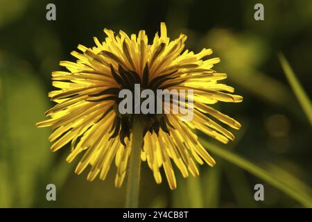 Unteransicht einer Löwenzahn-Blume Stockfoto