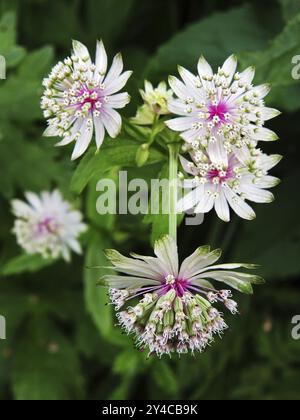 Astrantia bavarica, Hochgrat, Naturpark Nagelfluhkette Stockfoto