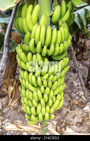 La Palma, Bananenbaum in San Andres Stockfoto