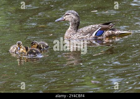 Stockard, Moither and Chicks, Parkfield Open Space, Potters Bar, Hertfordshire, UK Stockfoto