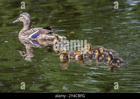 Stockard, Moither and Chicks, Parkfield Open Space, Potters Bar, Hertfordshire, UK Stockfoto