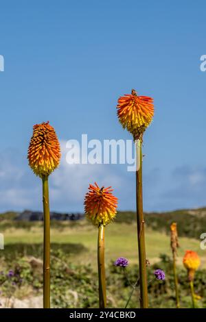 Leuchtend rote heiße Pokerblumen im Sommer mit geringer Schärfentiefe Stockfoto