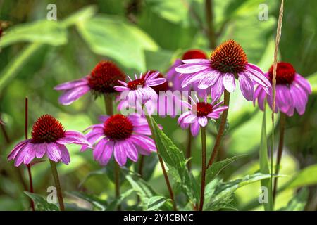 Sonnenhut, Echinacea purpurea Stockfoto