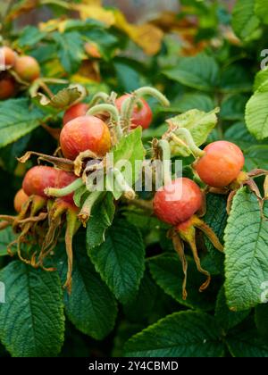 Rosa rugosa (Rugosa-Rose, Strandrose, Japanische Rose, Ramanas-Rose oder Letchberry) Stockfoto