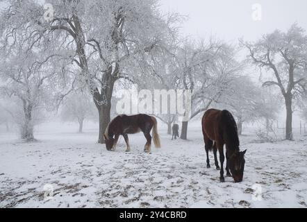 Pferde in einem frostigen Obstgarten Stockfoto