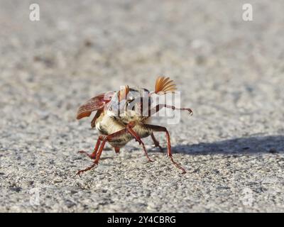 Tanzender Cockchafer vor dem Start Stockfoto