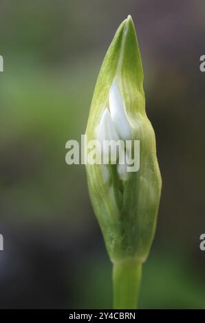 Steigende Blütenstände von wildem Knoblauch Stockfoto