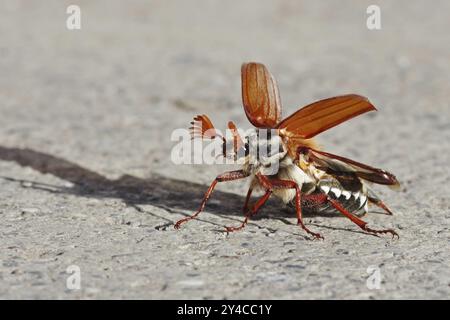 Cockchafer entfaltet seine Flügel vor dem Start Stockfoto