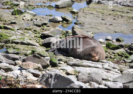 Langnasen-Pelzrobbe 'Arctocephalus forsteri' schläft in der Sonne auf den Felsen in Neuseeland Stockfoto