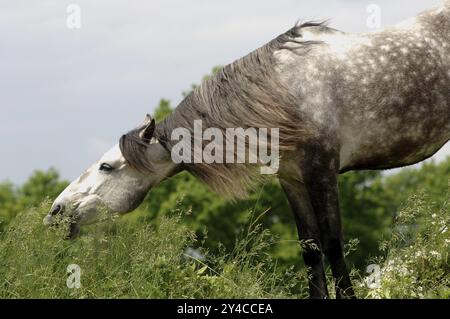 Andalusier im hohen Gras, Apfelschimmel Stockfoto