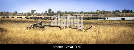 Wasserloch mit trinkender Büffelherde, Landschaft in der afrikanischen Savanne, Manyeleti Game Reserve, Südafrika, Afrika Stockfoto