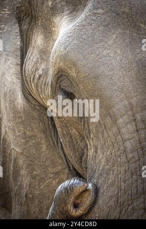 Afrikanischer Elefant (Loxodonta africana) Porträt, Detail, Nahaufnahme, Manyeleti Game Reserve, Südafrika, Afrika Stockfoto