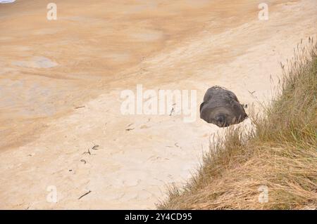 Langnasenrobbe 'Arctocephalus forsteri' schläft am Sandstrand in Neuseeland Stockfoto