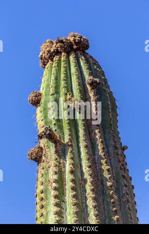 Chilenischer Kaktus Echinopsis atacamensis mit blauem Himmel Stockfoto