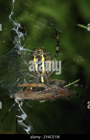 Wespenspinne mit eingesponnenem Grashüpfer als Beute Stockfoto