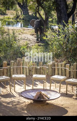 Afrikanischer Elefant (Loxodonta africana) steht im Safari-Camp, Grillplatz vor der Tür, Manyeleti Game Reserve, Südafrika, Afrika Stockfoto