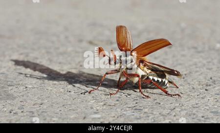 Cockchafer entfaltet seine Flügel vor dem Start Stockfoto