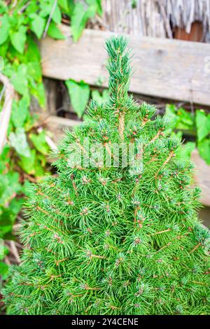 Detaillierte Ansicht der Spitze einer dichten Alberta-Zwergfichte (Picea glauca conica) in einem Hinterhof Stockfoto