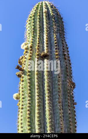 Chilenischer Kaktus Echinopsis atacamensis mit Blumen und blauem Himmel Stockfoto