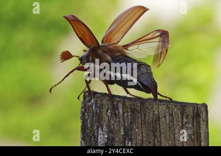 Cockchafer entfaltet seine Flügel vor dem Start Stockfoto