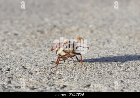 Tanzender Cockchafer vor dem Start Stockfoto