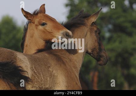 Zwei P.R.E., Pure Spanish Horse Fohlen Stockfoto