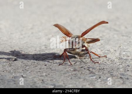 Cockchafer entfaltet seine Flügel vor dem Start Stockfoto