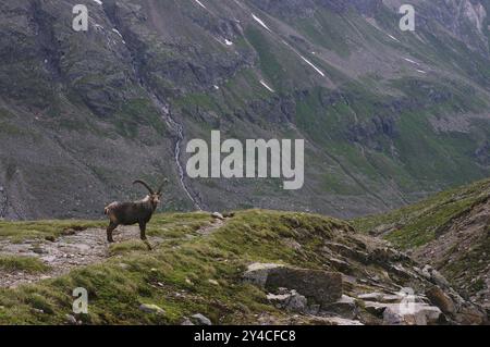 Alpensteinbock, Ochsental, Silvretta, Vorarlberg Stockfoto