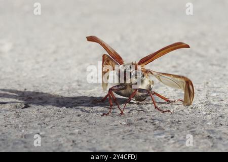 Cockchafer entfaltet seine Flügel vor dem Start Stockfoto