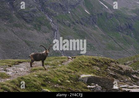 Alpensteinbock, Ochsental, Silvretta, Vorarlberg Stockfoto