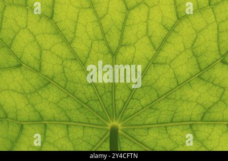 Unteransicht der Blattoberfläche eines Kapuzinerkasturtiums Stockfoto