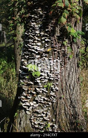 Weiße Pilze auf einem toten Baumstamm im Algonquin Woods in des Plaines, Illinois Stockfoto