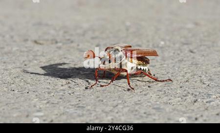 Cockchafer vor dem Start Stockfoto