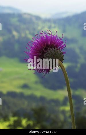 Almdistel, Hochgrat, Naturpark Nagelfluhkette Stockfoto