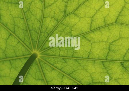 Unteransicht der Blattoberfläche eines Kapuzinerkasturtiums Stockfoto