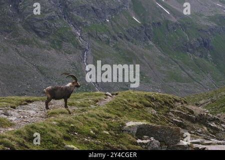 Alpensteinbock, Ochsental, Silvretta, Vorarlberg Stockfoto