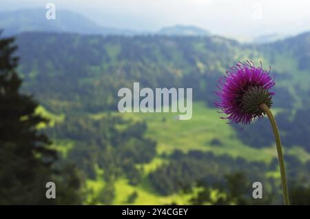 Almdistel, Hochgrat, Naturpark Nagelfluhkette Stockfoto